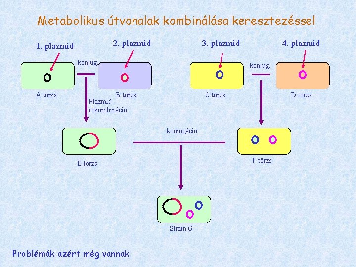Metabolikus útvonalak kombinálása keresztezéssel 2. plazmid 1. plazmid 3. plazmid konjug. A törzs 4.