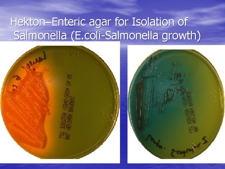 Hekton–Enteric agar for Isolation of Salmonella (E. coli-Salmonella growth) 