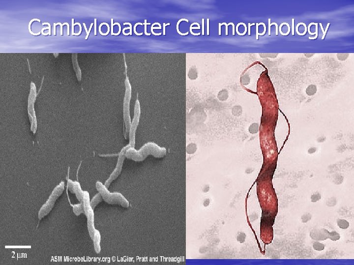Cambylobacter Cell morphology 