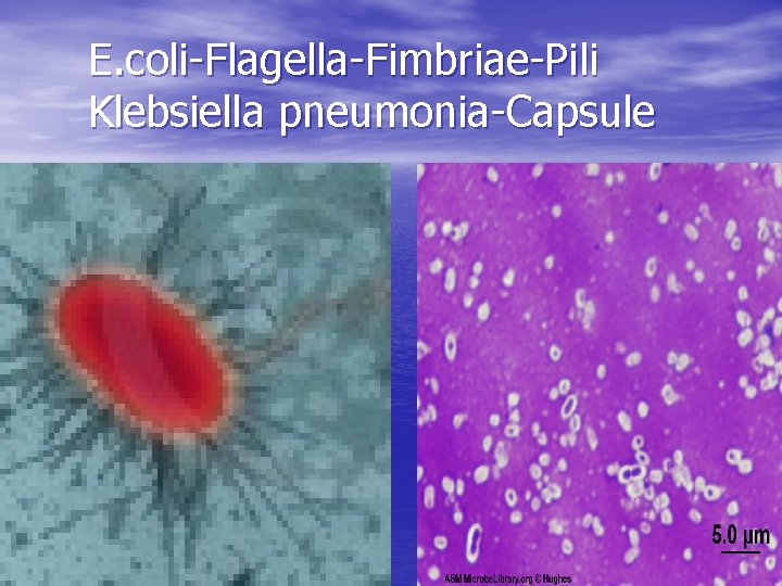 E. coli-Flagella-Fimbriae-Pili Klebsiella pneumonia-Capsule 