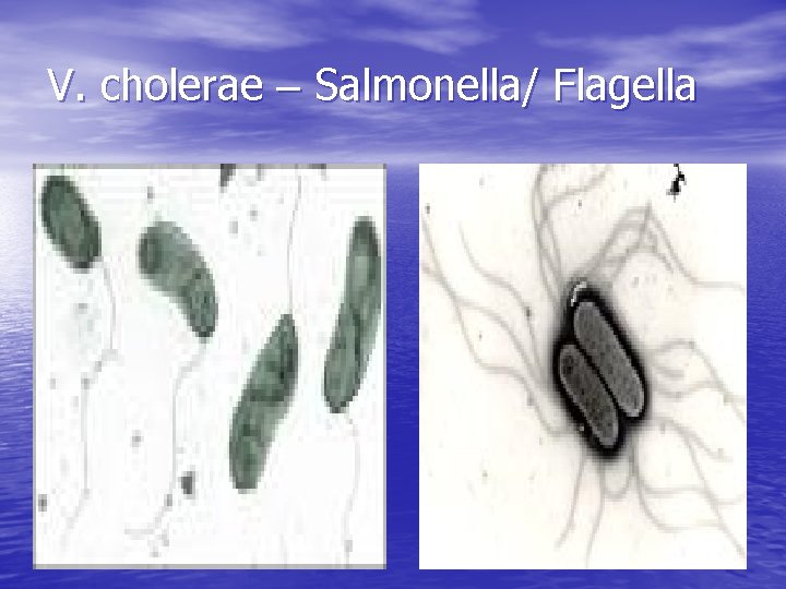 V. cholerae – Salmonella/ Flagella 
