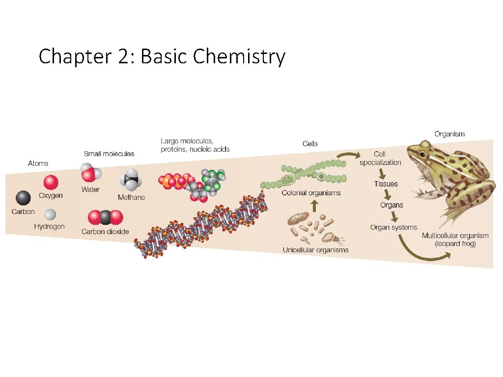 Chapter 2: Basic Chemistry 