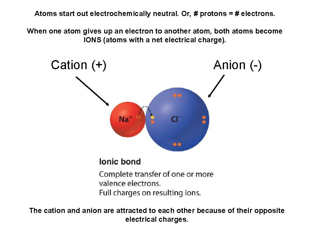 Atoms start out electrochemically neutral. Or, # protons = # electrons. When one atom