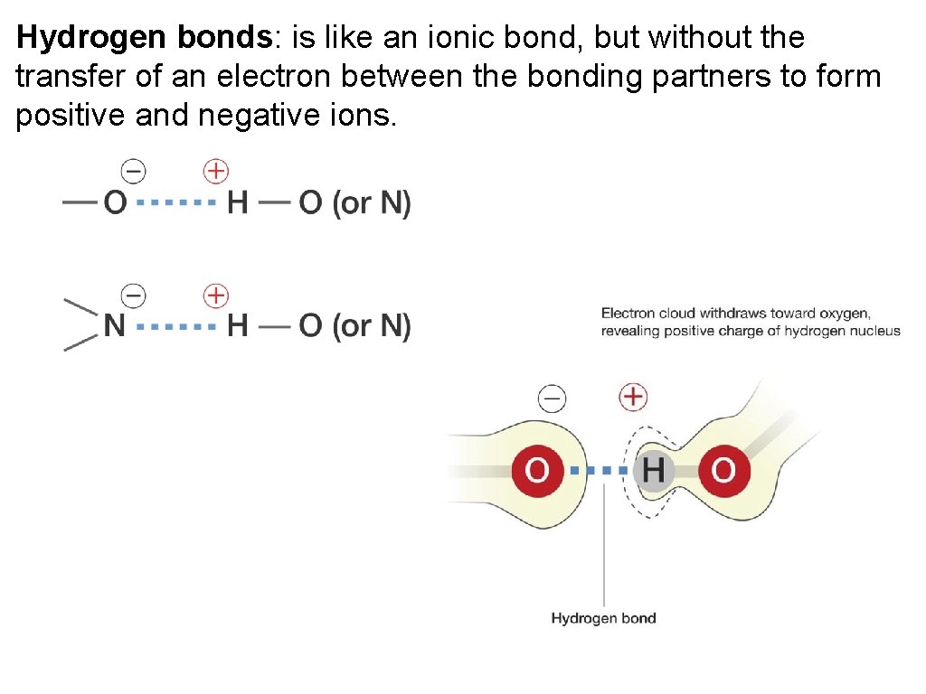 Hydrogen bonds: is like an ionic bond, but without the transfer of an electron