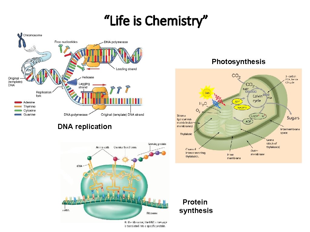 “Life is Chemistry” Photosynthesis DNA replication Protein synthesis 