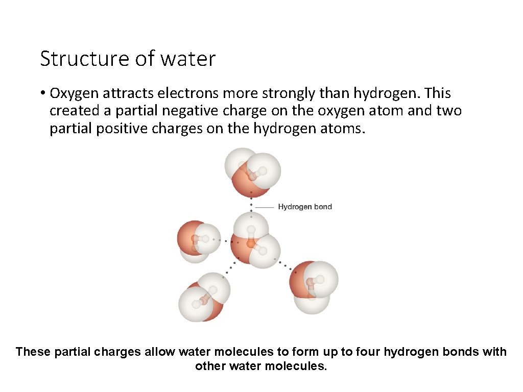 Structure of water • Oxygen attracts electrons more strongly than hydrogen. This created a