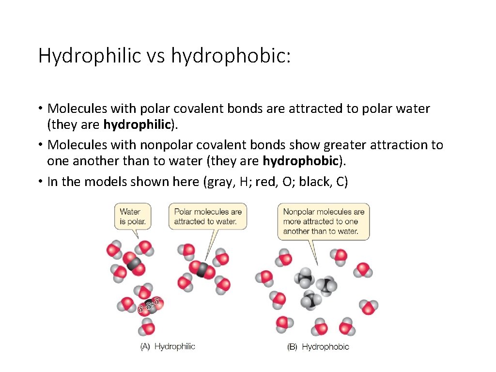 Hydrophilic vs hydrophobic: • Molecules with polar covalent bonds are attracted to polar water