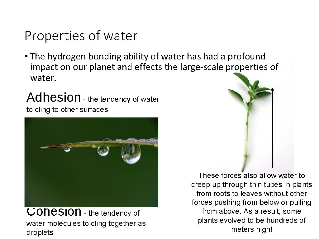 Properties of water • The hydrogen bonding ability of water has had a profound