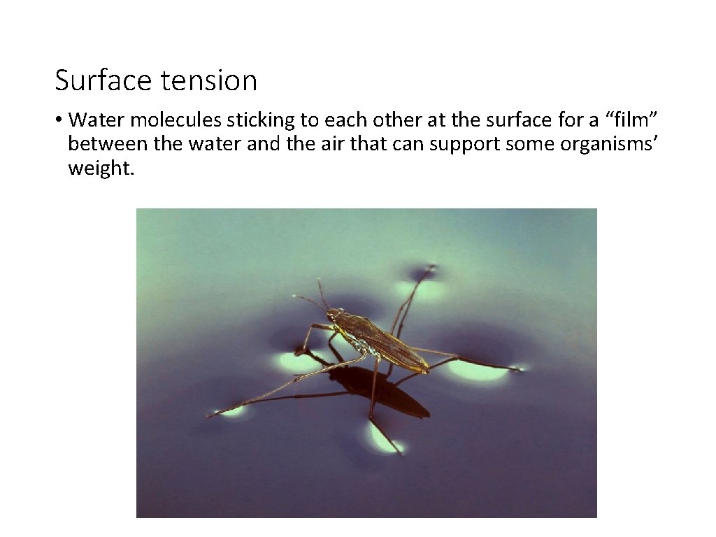 Surface tension • Water molecules sticking to each other at the surface for a