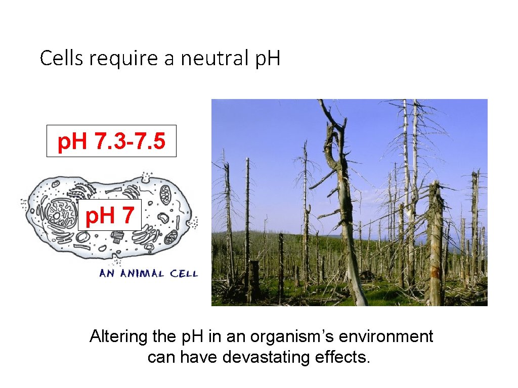 Cells require a neutral p. H 7. 3 -7. 5 p. H 7 Altering
