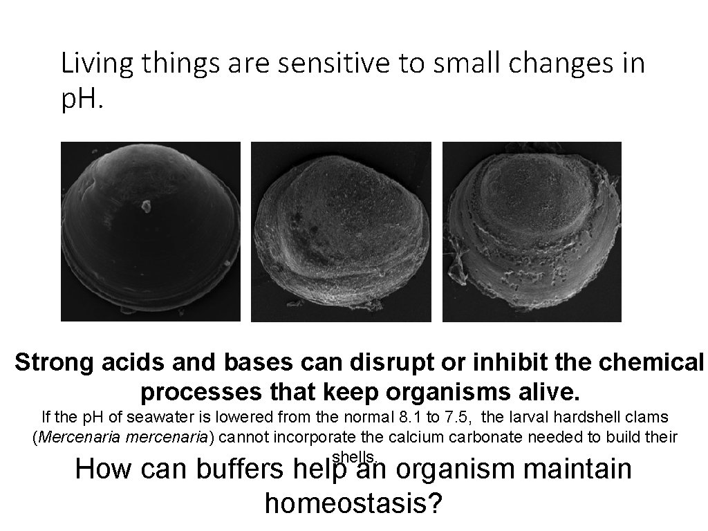 Living things are sensitive to small changes in p. H. Strong acids and bases