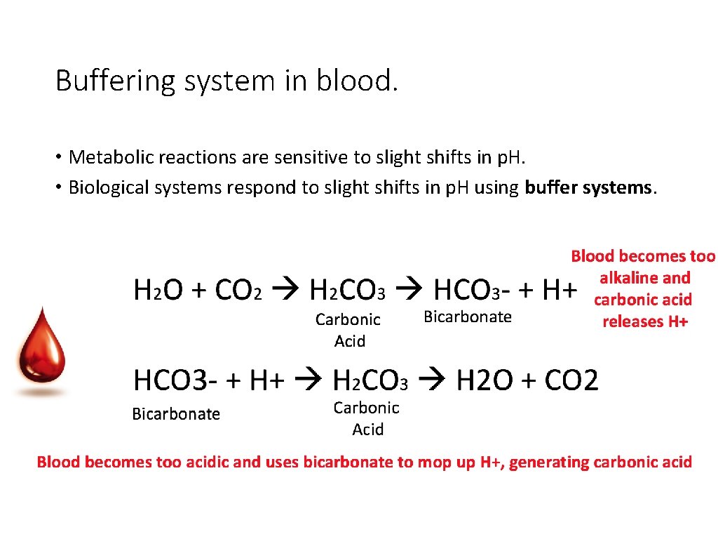 Buffering system in blood. • Metabolic reactions are sensitive to slight shifts in p.