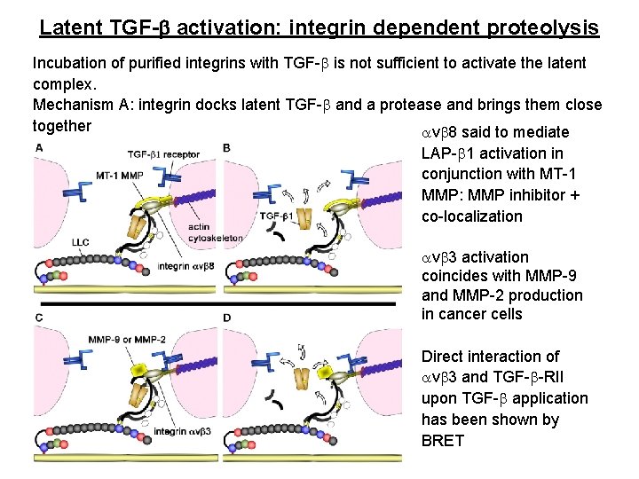 Latent TGF-b activation: integrin dependent proteolysis Incubation of purified integrins with TGF-b is not