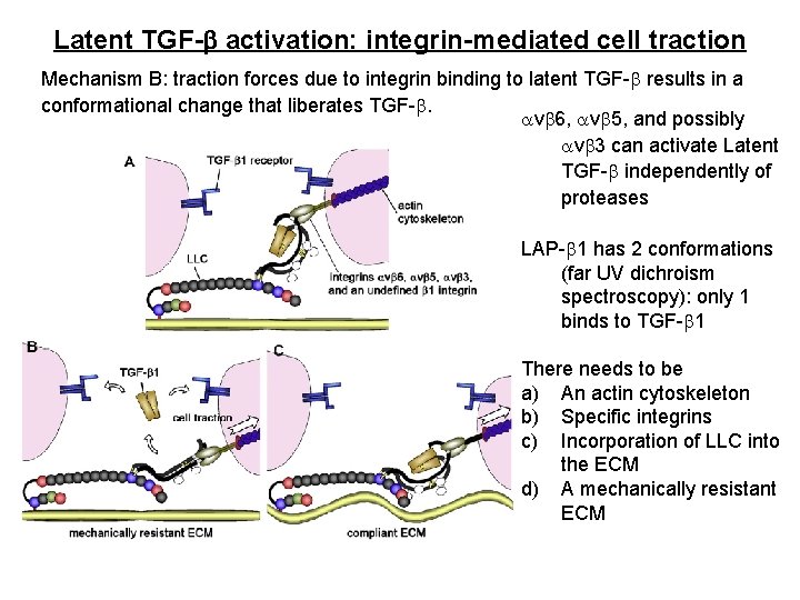 Latent TGF-b activation: integrin-mediated cell traction Mechanism B: traction forces due to integrin binding