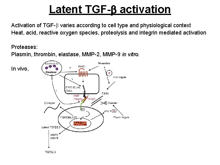 Latent TGF-b activation Activation of TGF-b varies according to cell type and physiological context