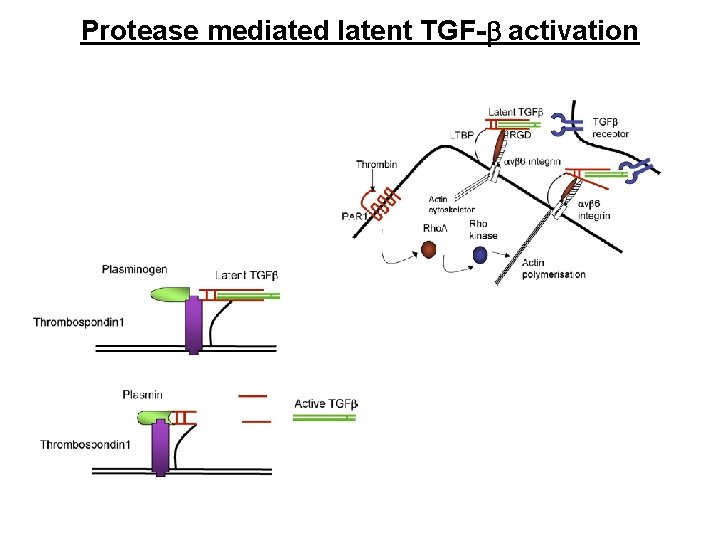 Protease mediated latent TGF-b activation 