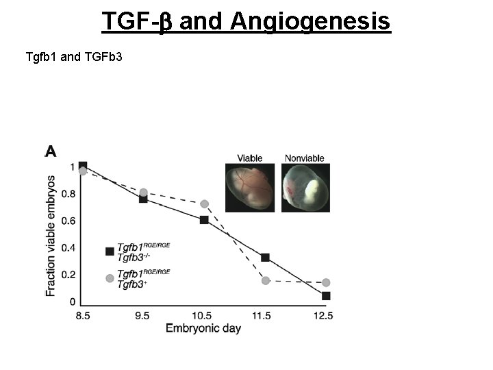 TGF-b and Angiogenesis Tgfb 1 and TGFb 3 