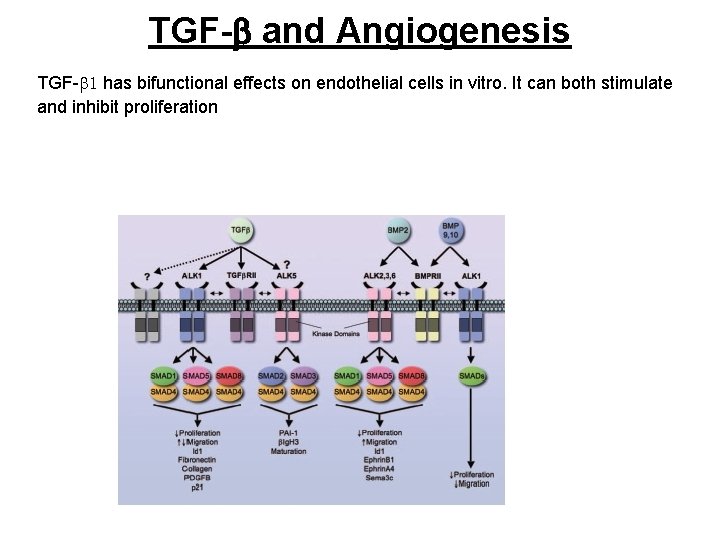 TGF-b and Angiogenesis TGF-b 1 has bifunctional effects on endothelial cells in vitro. It