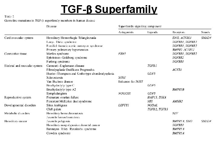 TGF-b Superfamily 
