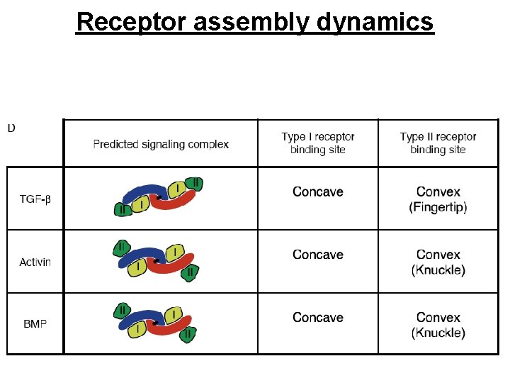 Receptor assembly dynamics 
