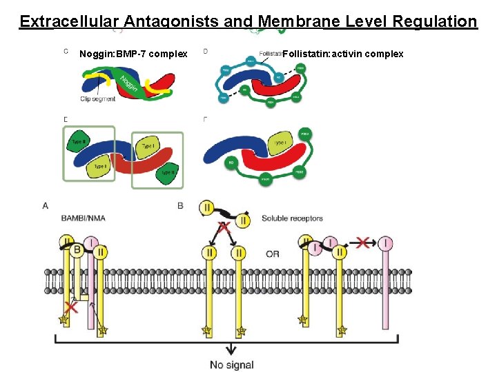 Extracellular Antagonists and Membrane Level Regulation Noggin: BMP-7 complex Follistatin: activin complex 