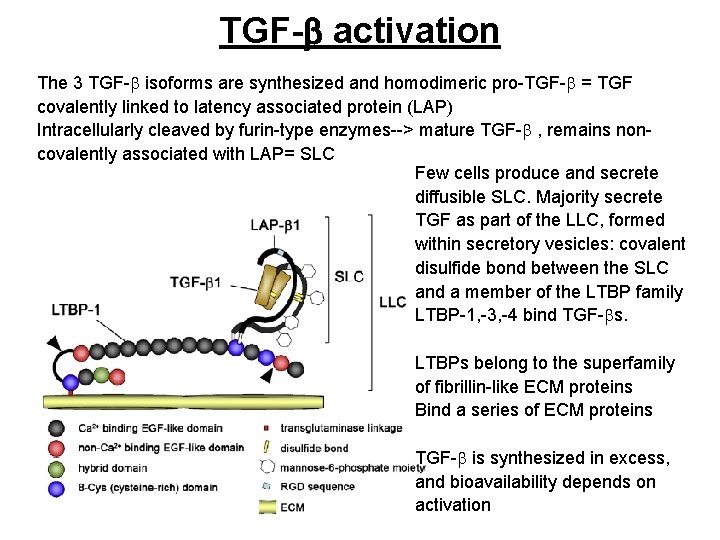 TGF-b activation The 3 TGF-b isoforms are synthesized and homodimeric pro-TGF-b = TGF covalently