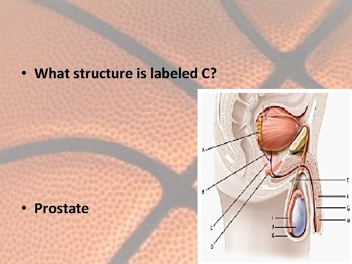  • What structure is labeled C? • Prostate 