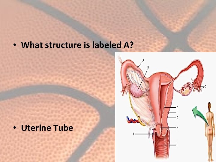  • What structure is labeled A? • Uterine Tube 