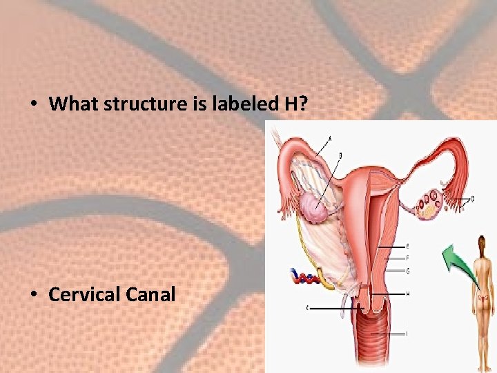  • What structure is labeled H? • Cervical Canal 