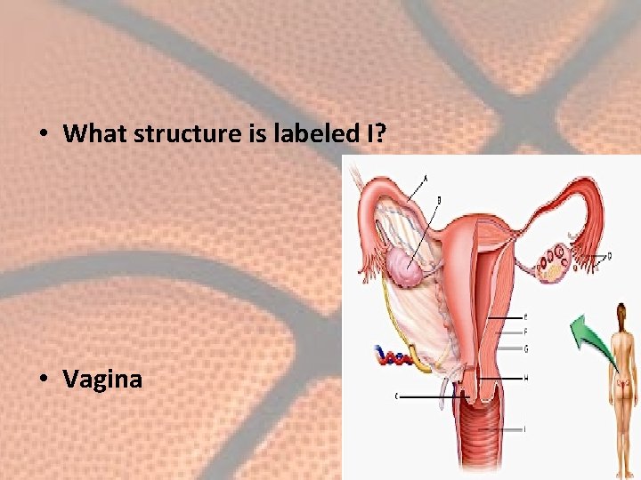  • What structure is labeled I? • Vagina 