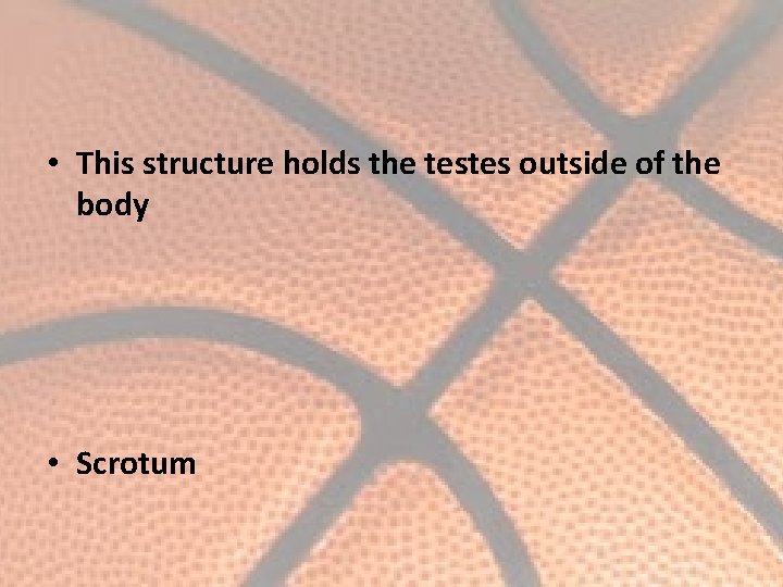  • This structure holds the testes outside of the body • Scrotum 