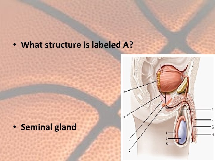  • What structure is labeled A? • Seminal gland 