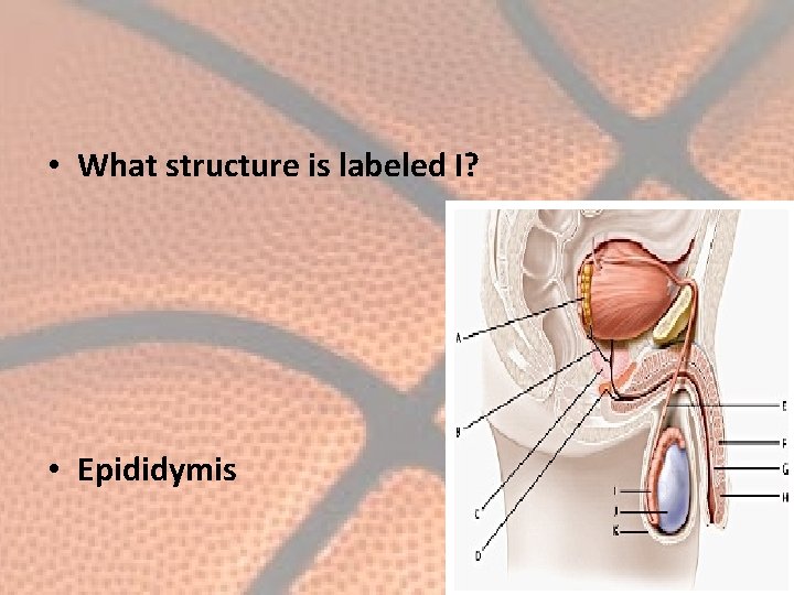  • What structure is labeled I? • Epididymis 