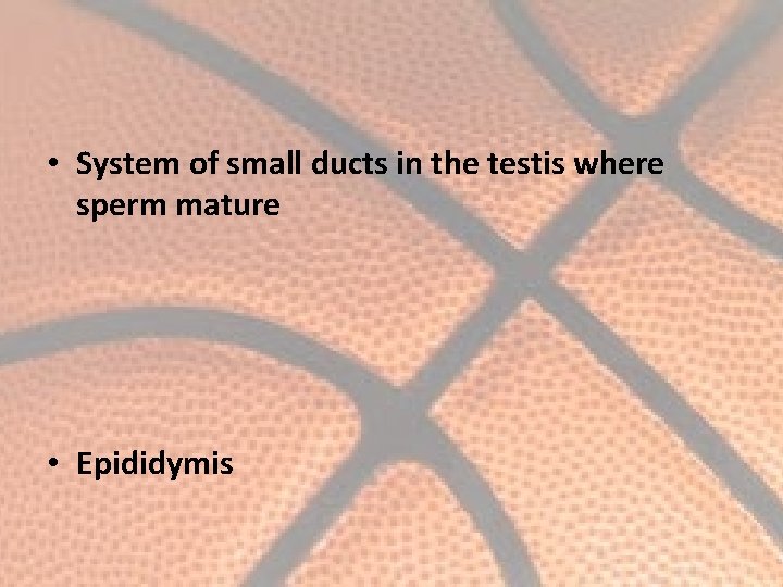  • System of small ducts in the testis where sperm mature • Epididymis