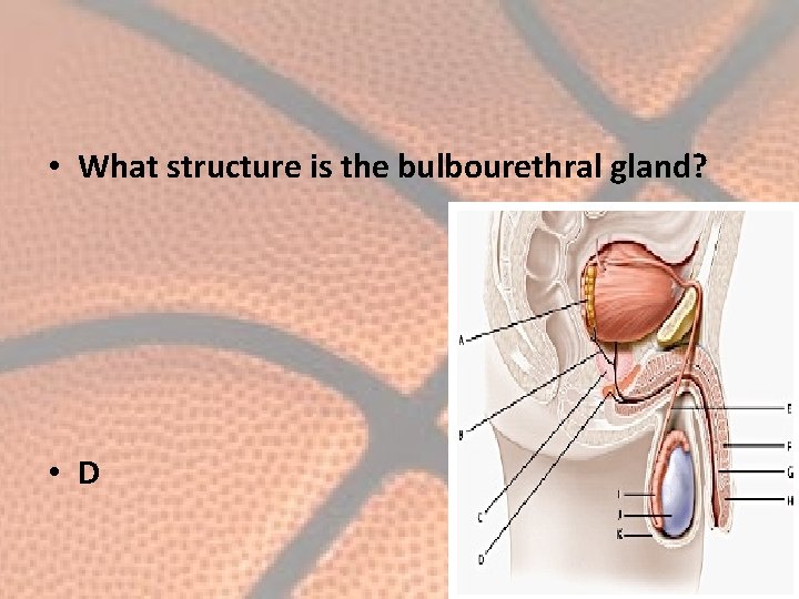  • What structure is the bulbourethral gland? • D 