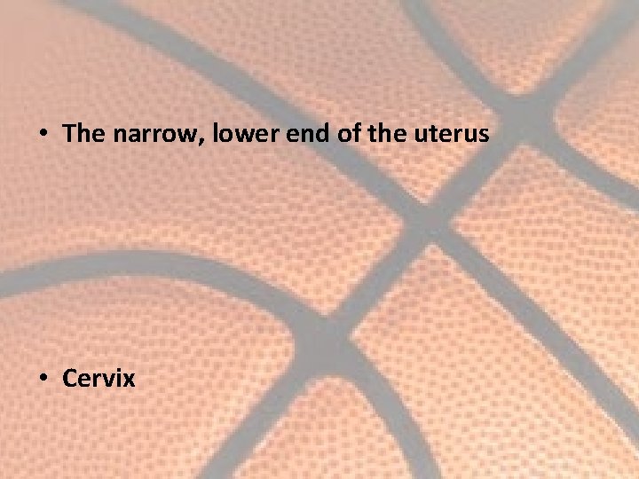  • The narrow, lower end of the uterus • Cervix 