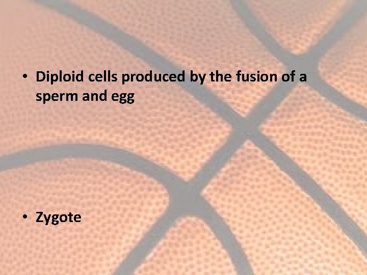  • Diploid cells produced by the fusion of a sperm and egg •