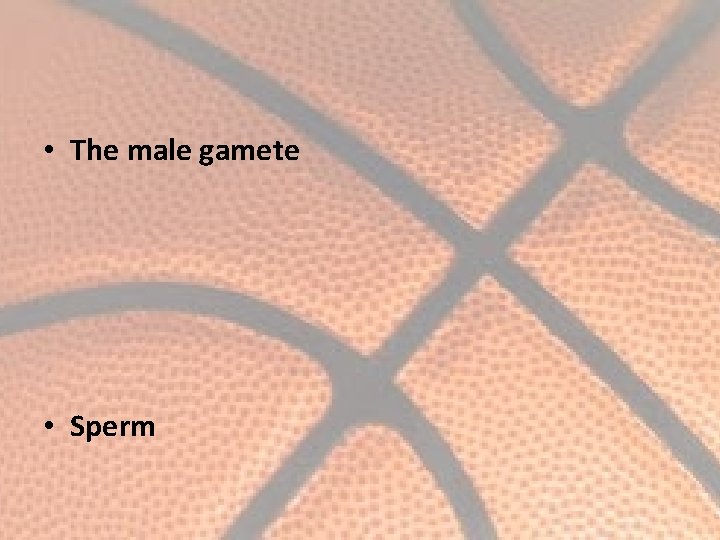  • The male gamete • Sperm 