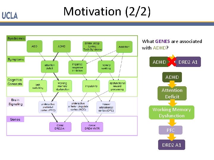 Motivation (2/2) What GENES are associated with ADHD? DRD 2 A 1 ADHD Attention