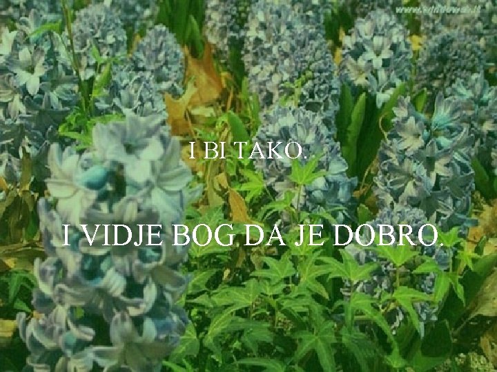 I BI TAKO. I VIDJE BOG DA JE DOBRO. 