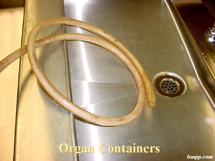 Organ Containers bsapp. com 