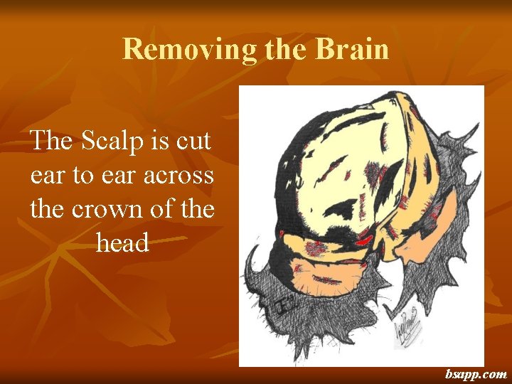 Removing the Brain The Scalp is cut ear to ear across the crown of