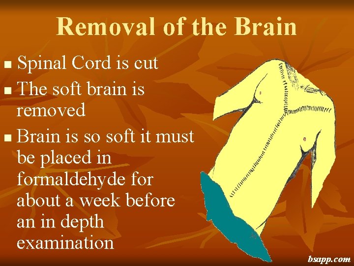 Removal of the Brain Spinal Cord is cut n The soft brain is removed