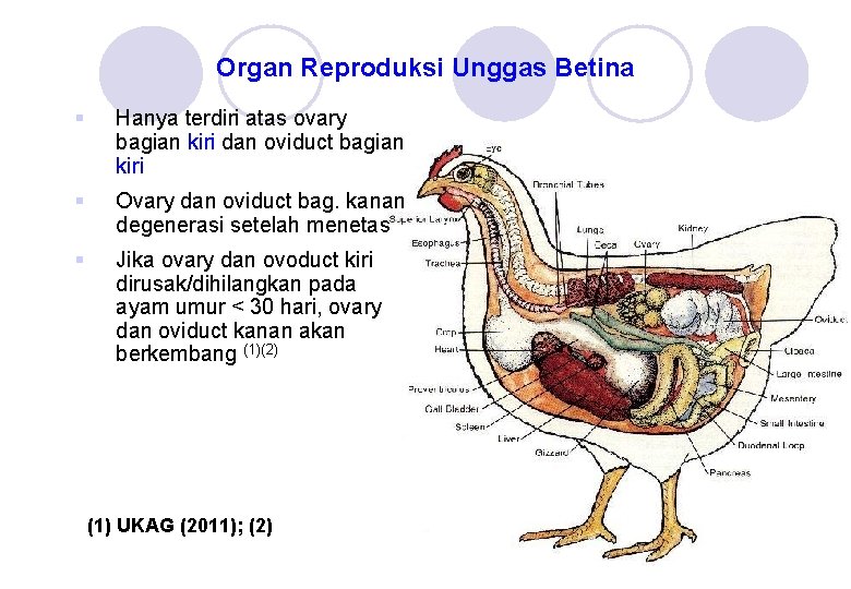 Organ Reproduksi Unggas Betina § Hanya terdiri atas ovary bagian kiri dan oviduct bagian