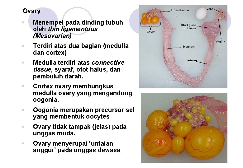 Ovary § Menempel pada dinding tubuh oleh thin ligamentous (Mesovarian) § Terdiri atas dua