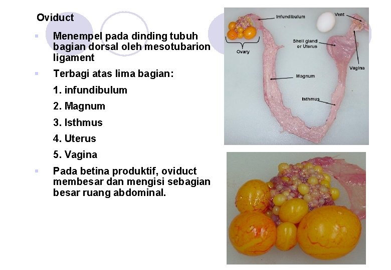 Oviduct § Menempel pada dinding tubuh bagian dorsal oleh mesotubarion ligament § Terbagi atas