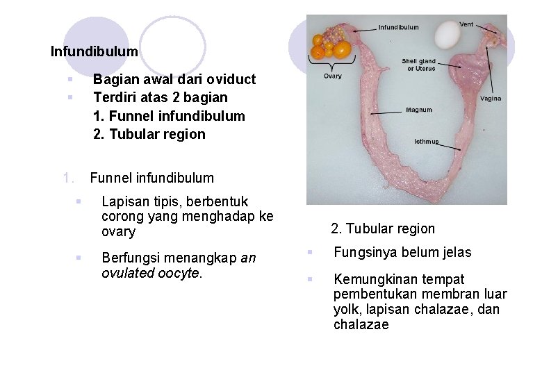 Infundibulum § § Bagian awal dari oviduct Terdiri atas 2 bagian 1. Funnel infundibulum