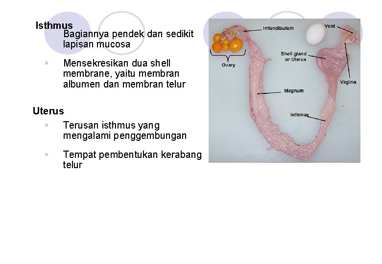 Isthmus § Bagiannya pendek dan sedikit lapisan mucosa § Mensekresikan dua shell membrane, yaitu