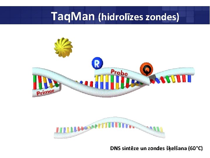 Taq. Man (hidrolīzes zondes) DNS sintēze un zondes šķelšana (60°C) 