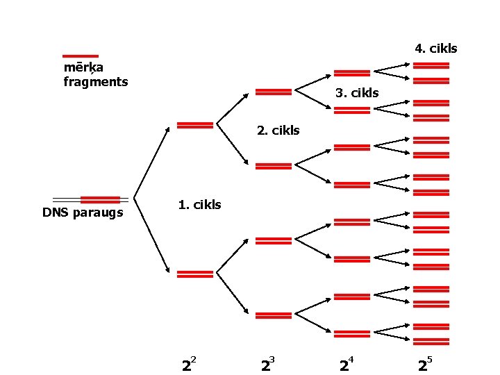 4. cikls mērķa fragments 3. cikls 2. cikls DNS paraugs 1. cikls 2 2